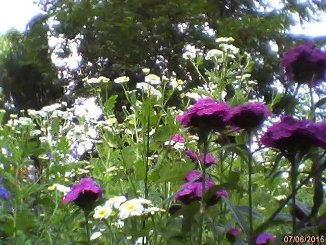 威拉安娜旅馆 * 考斯赛力克